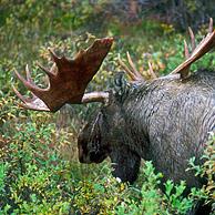 Eland (Alces alces) in de taiga in de herfst, Denali NP, Alaska, USA
